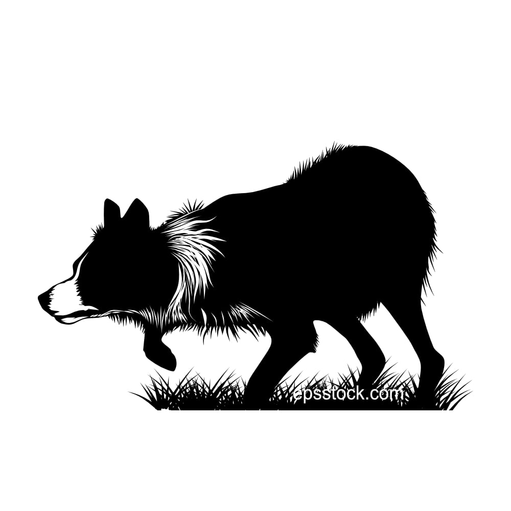 border collie in action