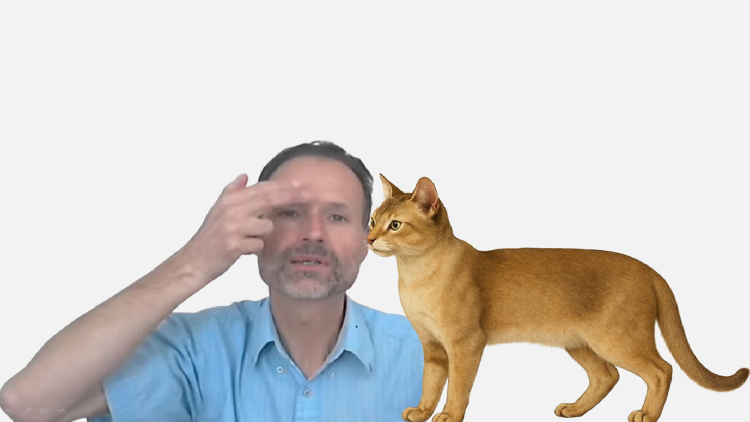 Pratiquer l’EFT sur les chats