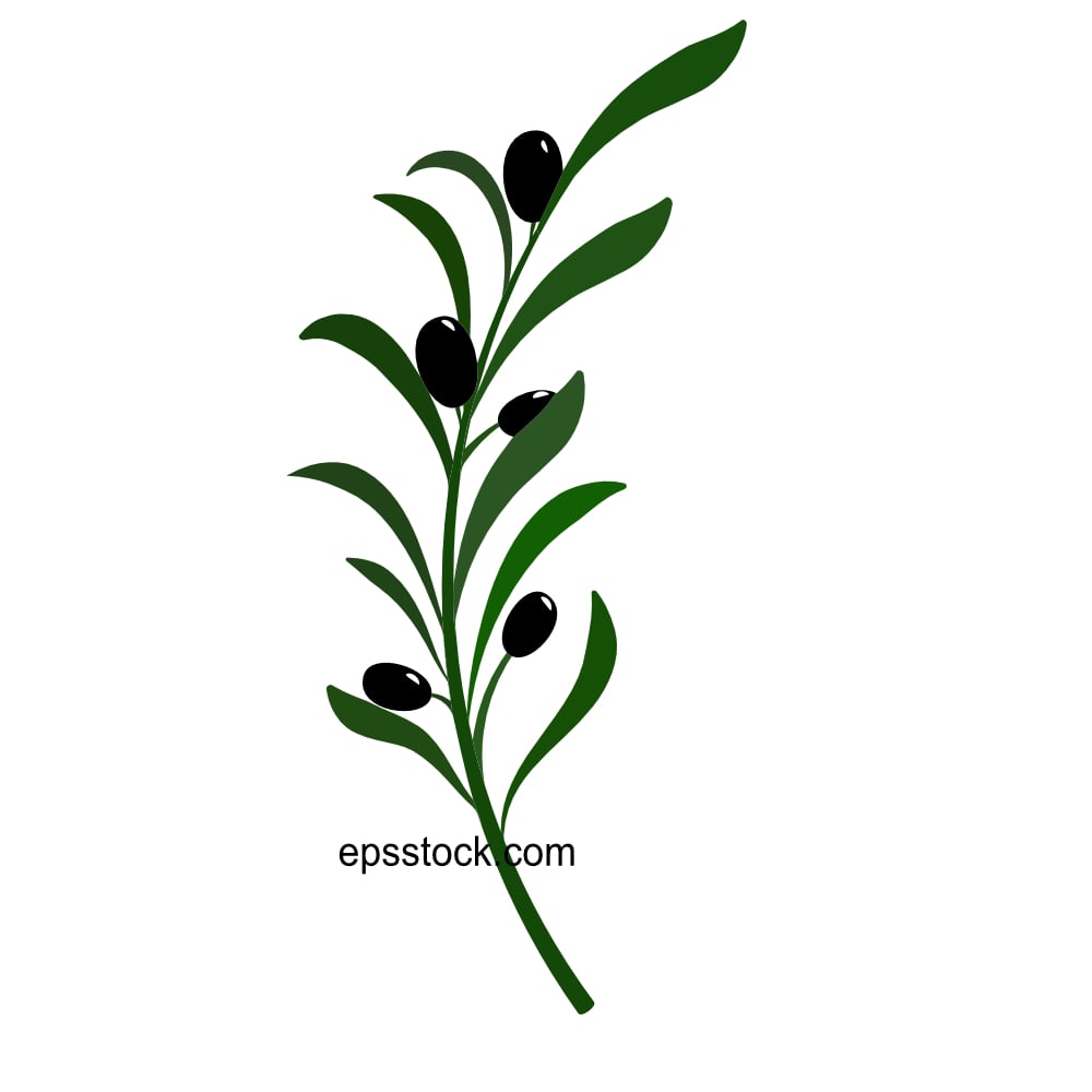 olive branch