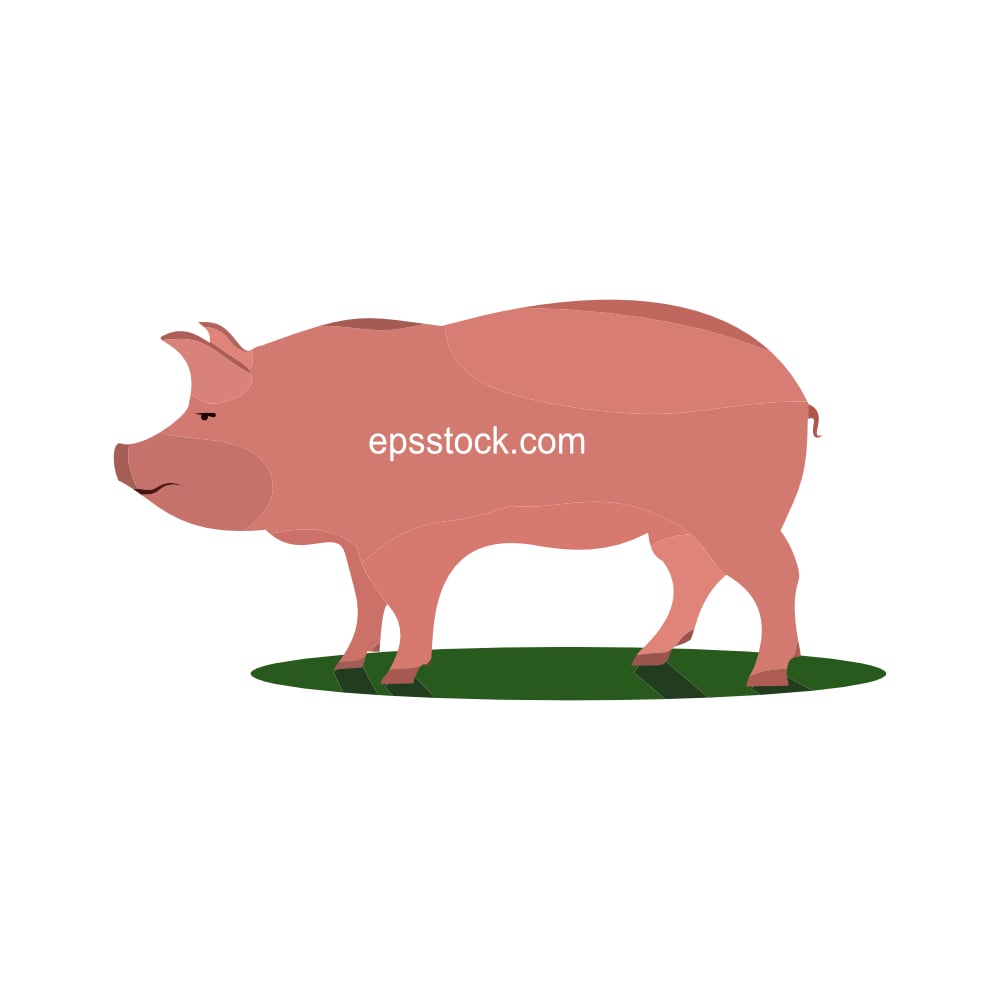 pig body
