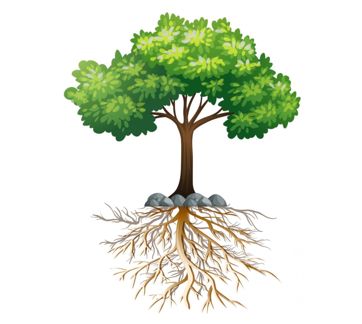 Family roots