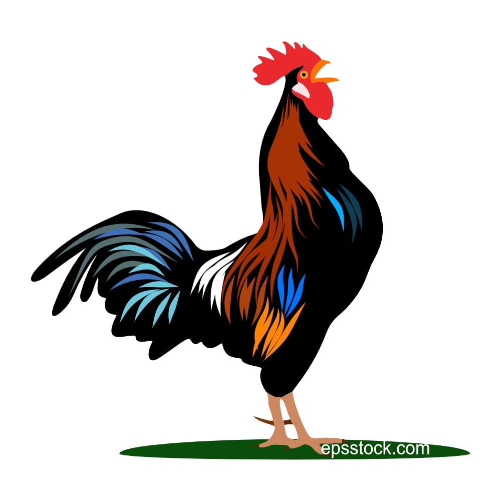 Rooster crowing
