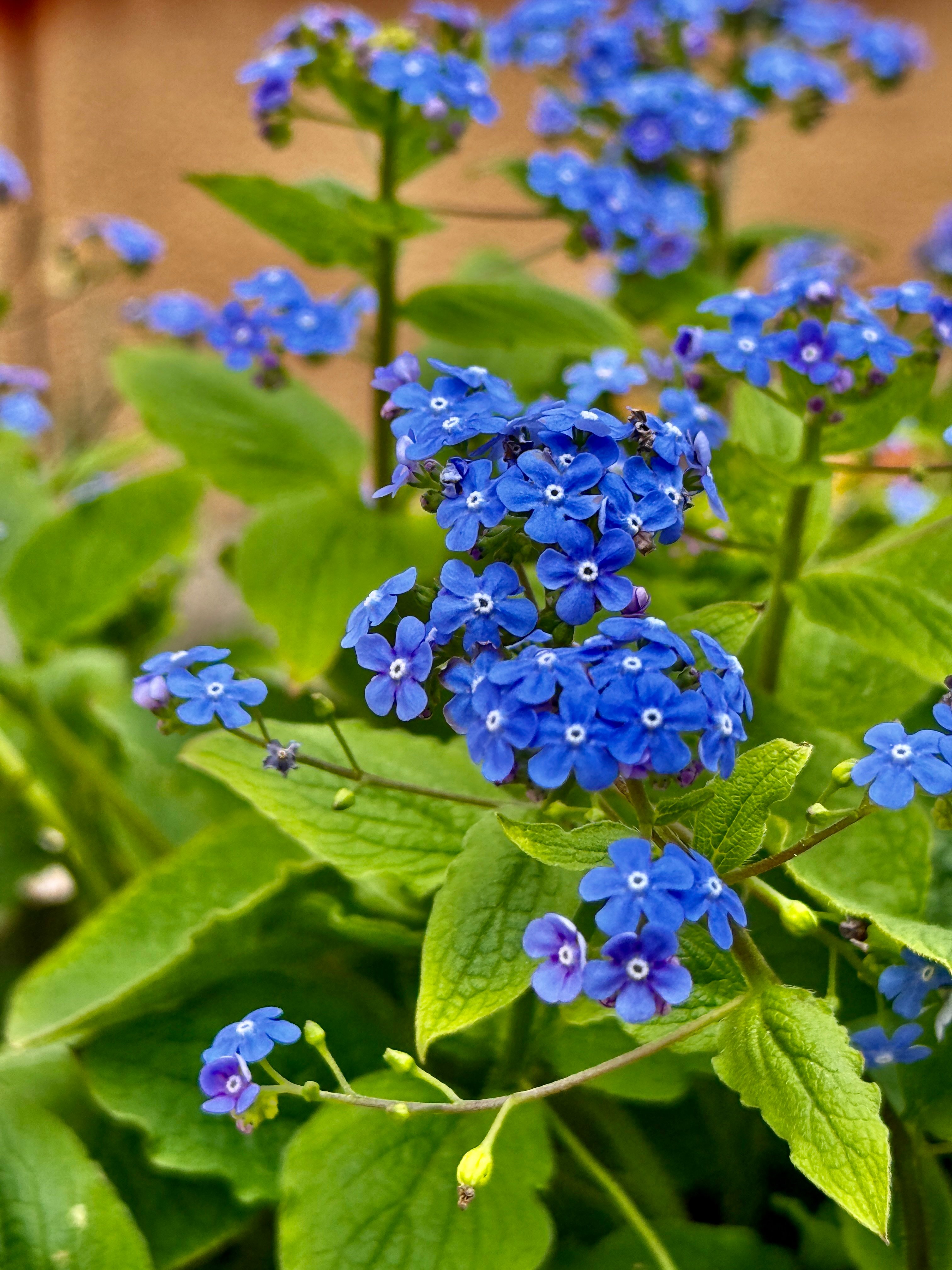 Blue forget me not flowers macro closeup in spring - Payhip