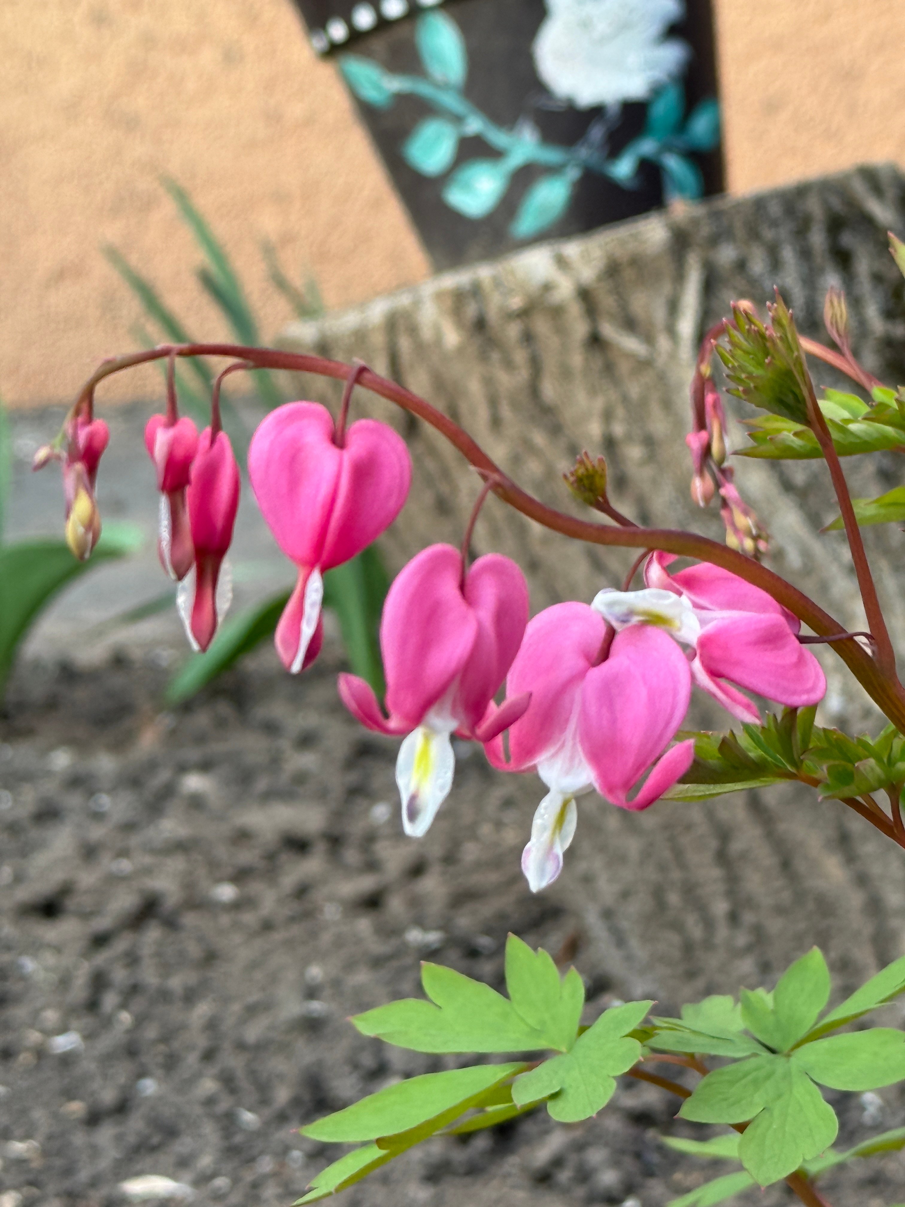 Bleeding heart flower macro closeup in spring garden - Payhip