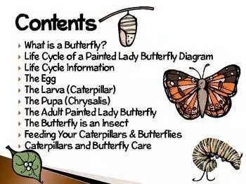 Painted Lady Butterflies | Interactive Life Cycle Presentation & Science Activity