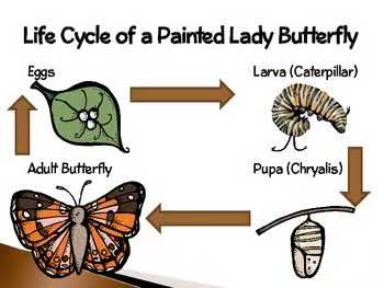 Painted Lady Butterflies | Interactive Life Cycle Presentation & Science Activity