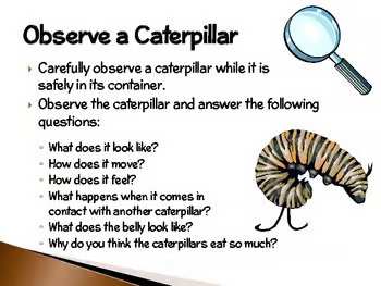 Painted Lady Butterflies | Interactive Life Cycle Presentation & Science Activity