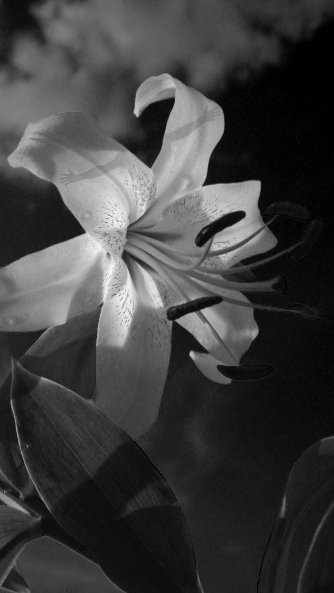 a black and whit image of a lily. hidden in the petals is a fairy.