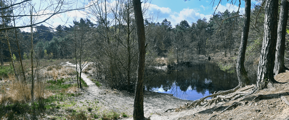 panoramafoto van het Kattenbos in Lommel