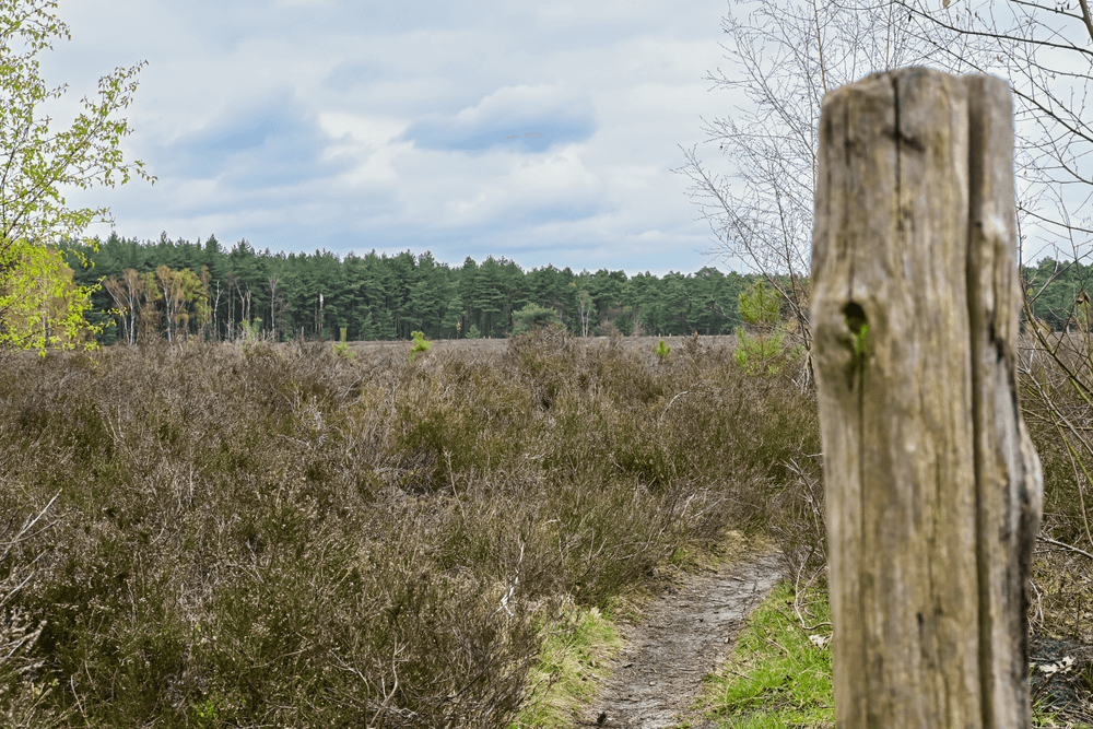 Heidelandschap Bosland Lommel in hoge resolutie