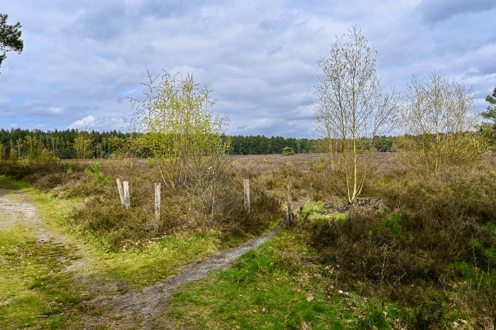 natuurfoto lente in de Limburgse Kempen
