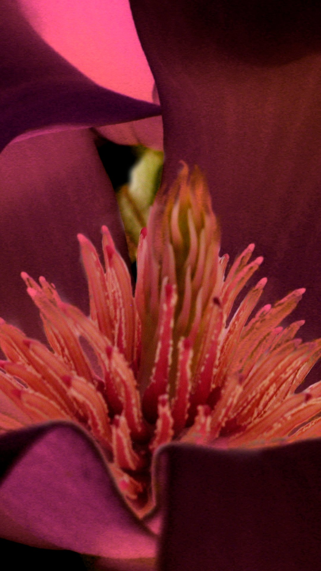 close up of a flower from a dogwood tree.