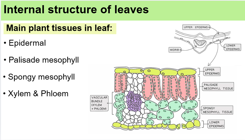 IGCSE BIOLOGY LEAF STRUCTURE LESSON SLIDES