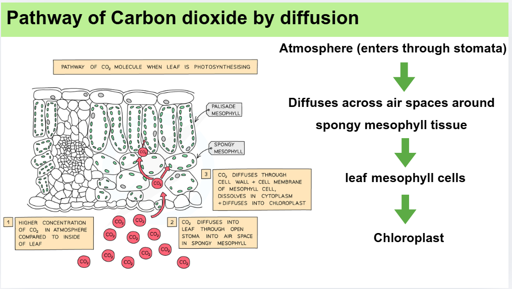 IGCSE BIOLOGY LEAF STRUCTURE LESSON SLIDES