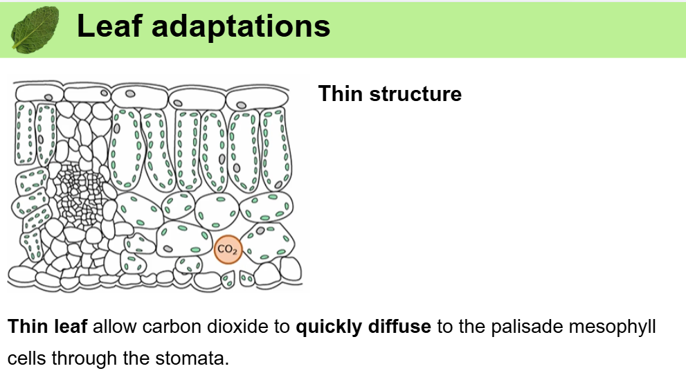 IGCSE BIOLOGY LEAF STRUCTURE LESSON SLIDES