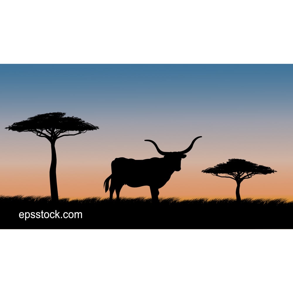 Cow with big horns at sunset, color vector illustration