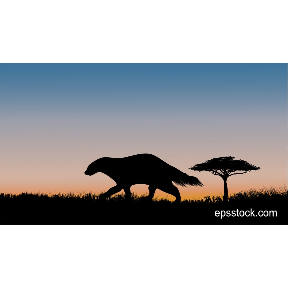 honey badger at sunset, color vector illustration
