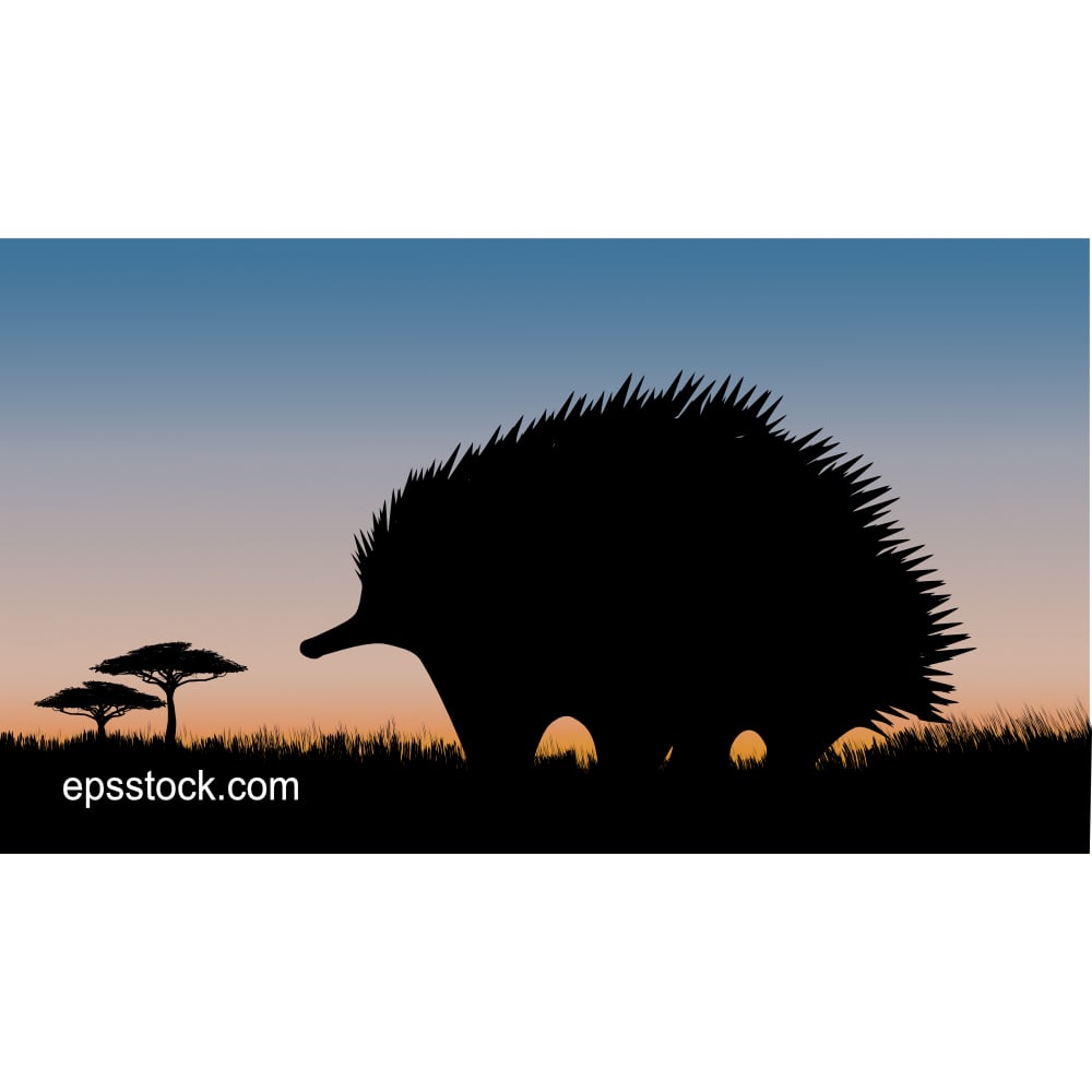 Echidna at sunset, color vector illustration