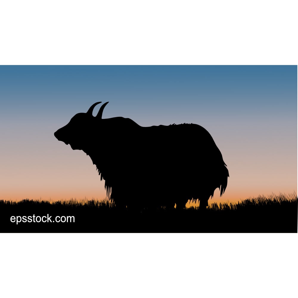 Yak at sunset, color vector illustration