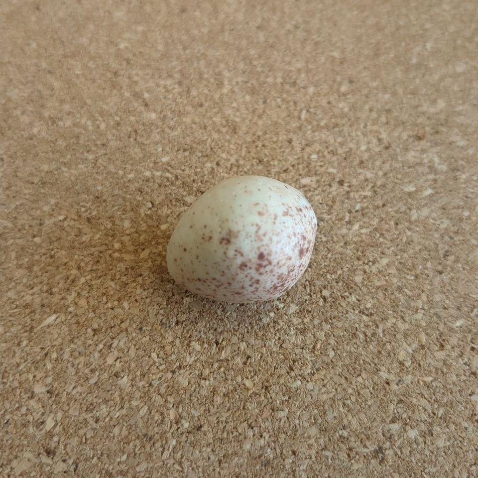 An off white egg with brown speckles
