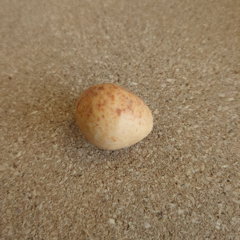 A light orange egg with darker orange-brown speckles