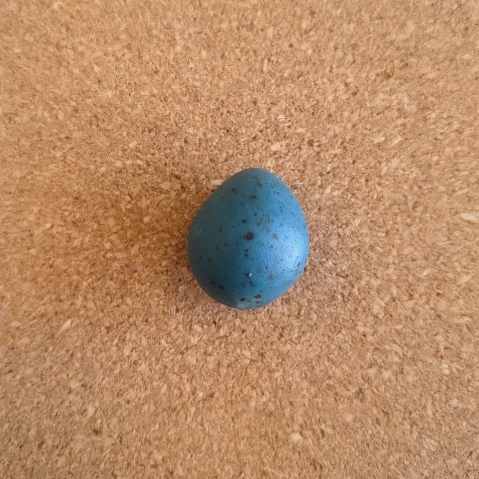 A bright blue egg with sparse black speckles