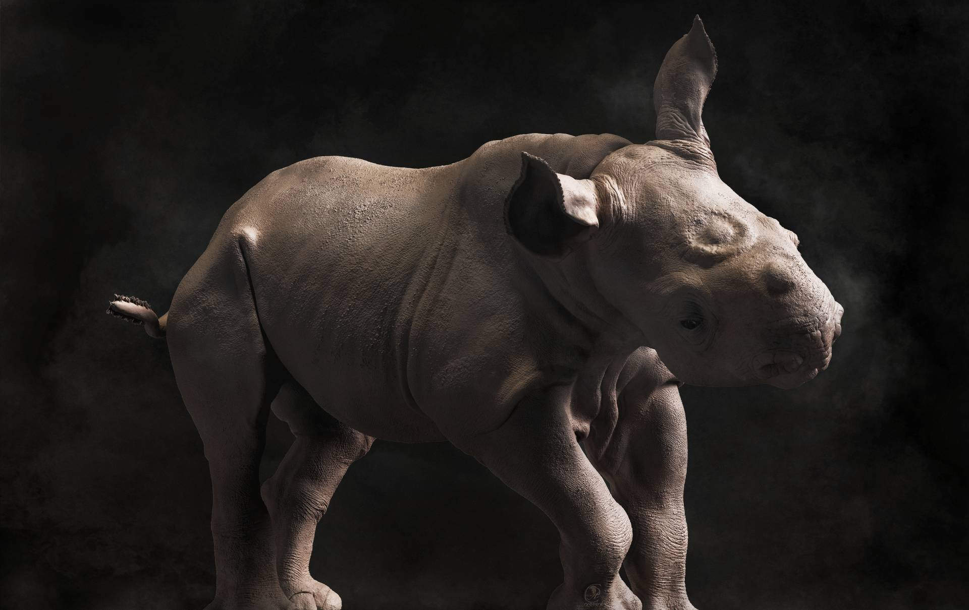 Sculpture of Baby Black Rhino - made with Rygaard Brushes - 3DCoat