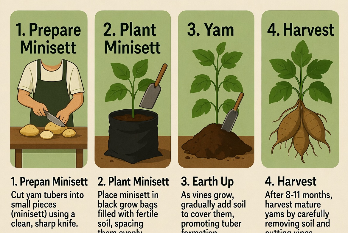 Yam Production Precision