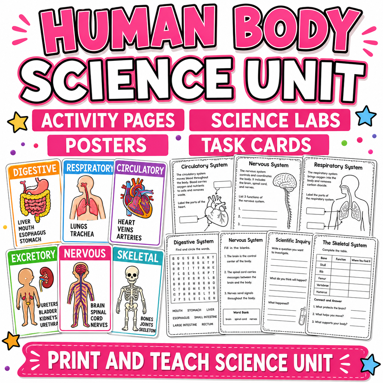 Human Body Systems Unit | Skeletal, Muscular, Nervous, Digestive & Circulatory Systems