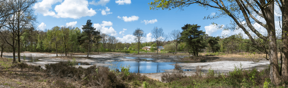 succesvol-natuurherstel-ossendrecht-landschapsfotografie