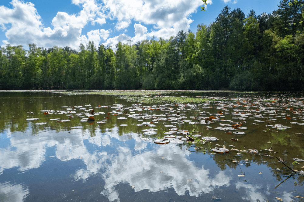 vijver-met-waterlelies-meiduinen-ossendrecht