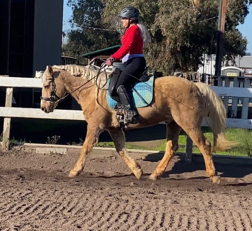 This is me riding my leased pony, Kona. He's a cute palomino Morgan who has issues, but does his best to get past them. When I'm not writing books, riding horses is my passion.