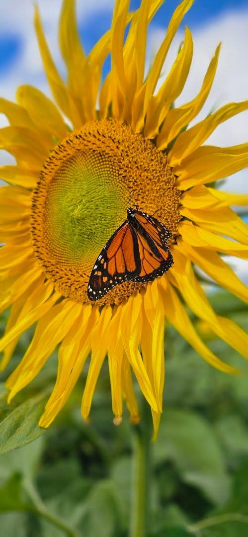Monarch butterfly on a sunflower