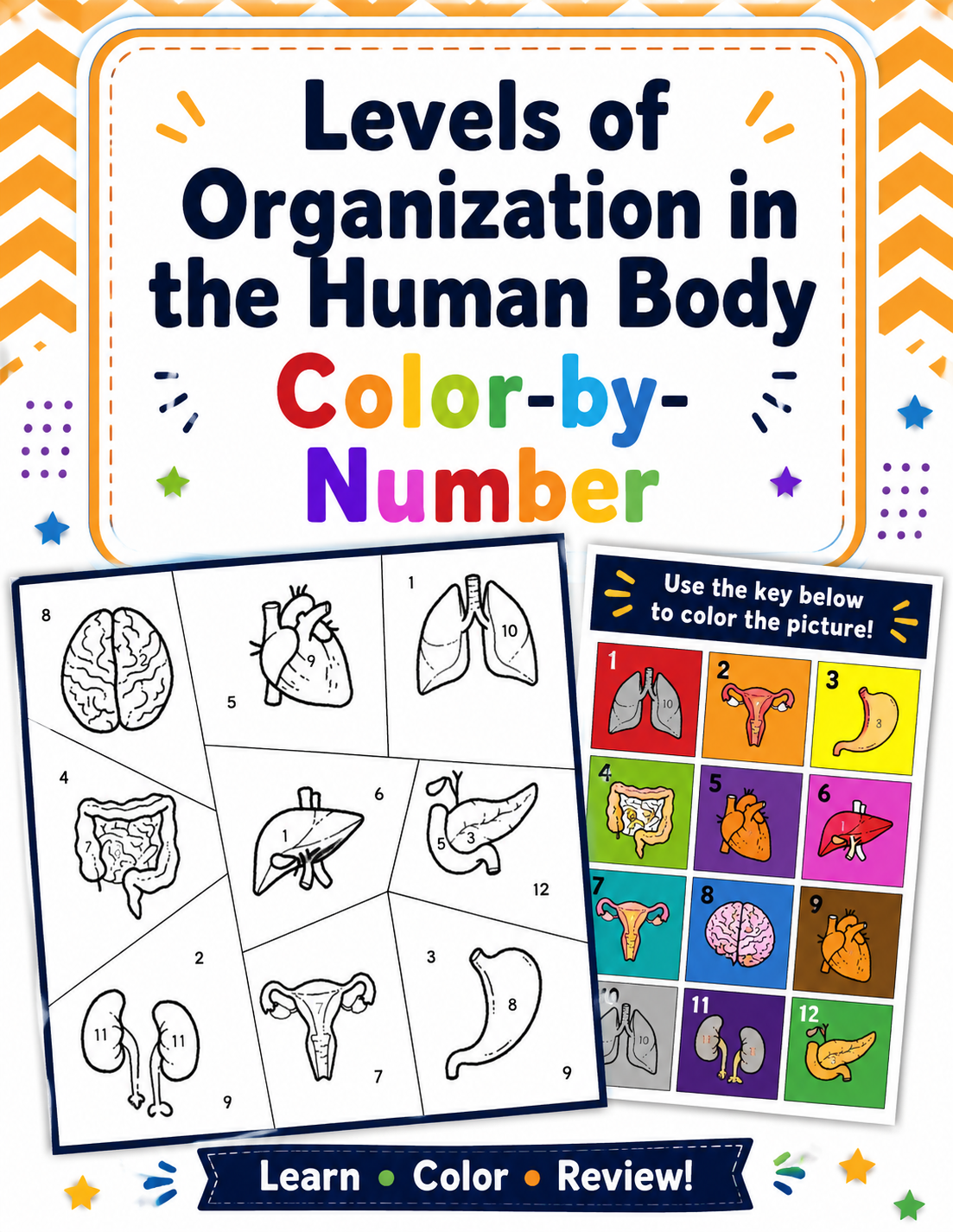 Levels of Organization in the Human Body | Color-by-Number Science Activity