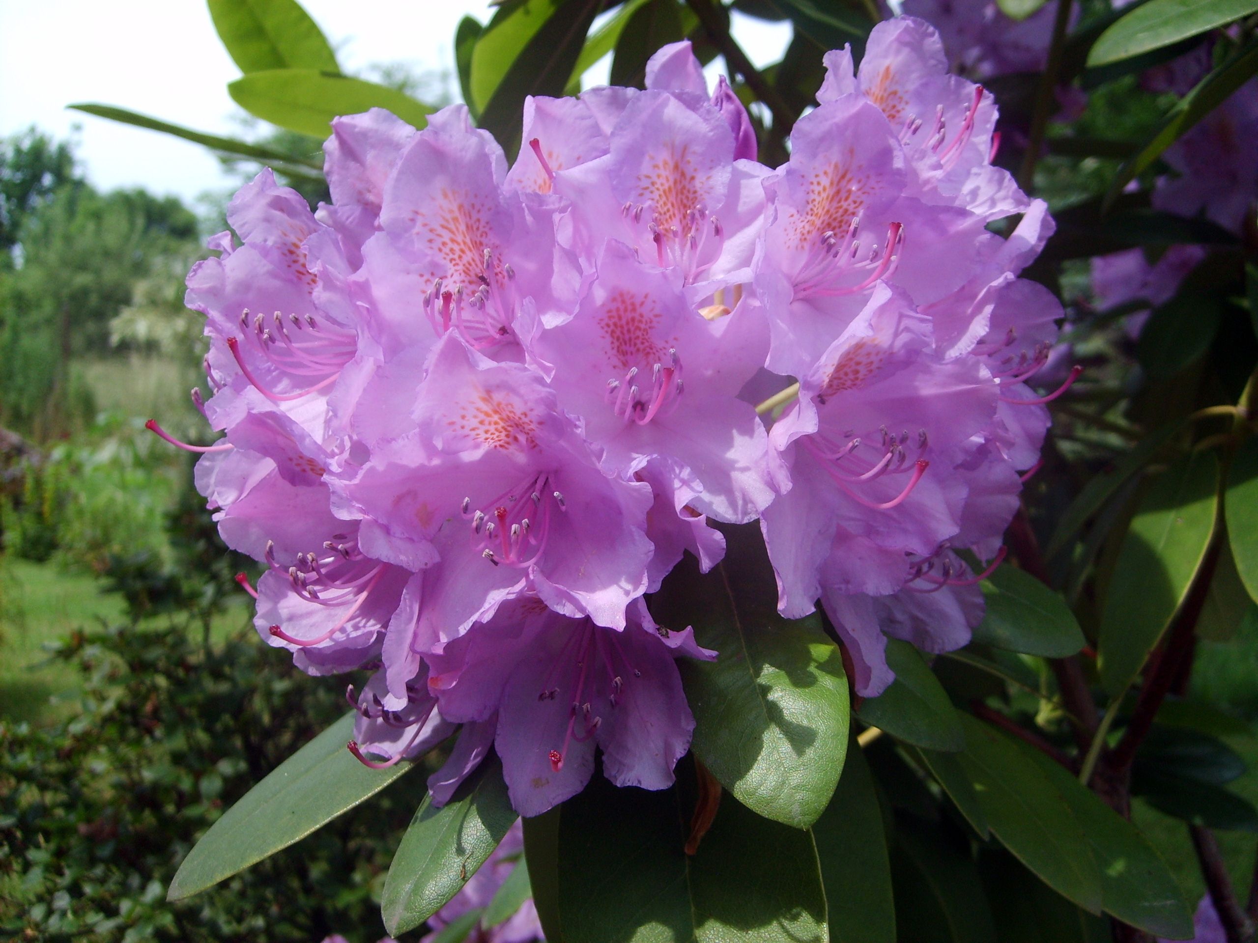 purple flowers libreshot