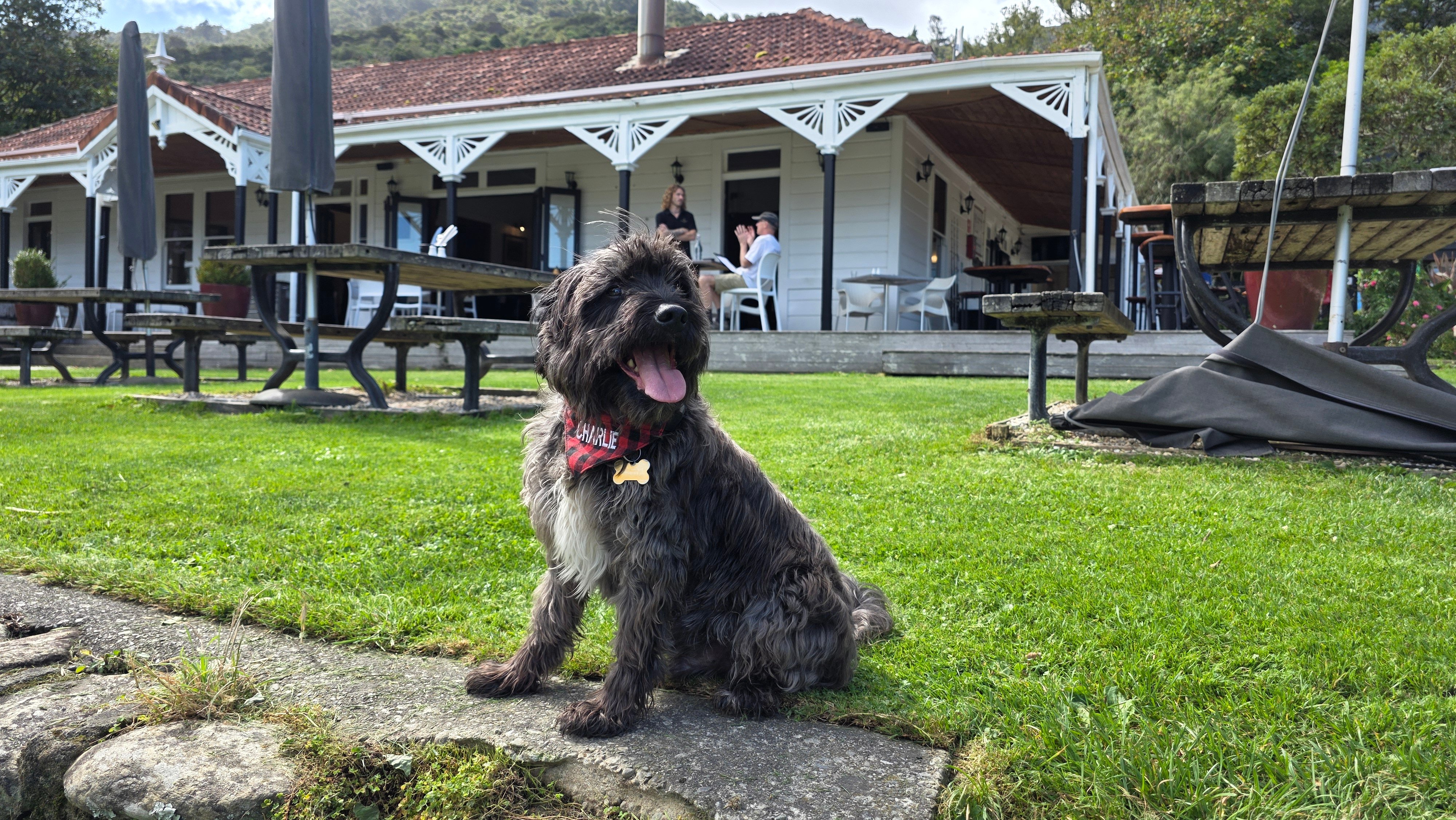 Charlie the dog walks the Te Araroa Trail and stops at Furneaux Lodge for a cool drink