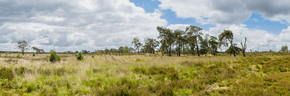 Grenspark Kalmthoutse Heide landschapsfotografie met vliegdennen