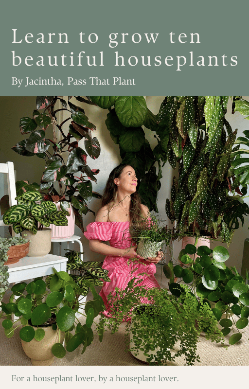 Front cover reads Learn to grow ten beautiful houseplants by Jacintha, Pass That Plant. The main photo is Jacintha wearing a pink dress surrounded the houseplants covered in the book.