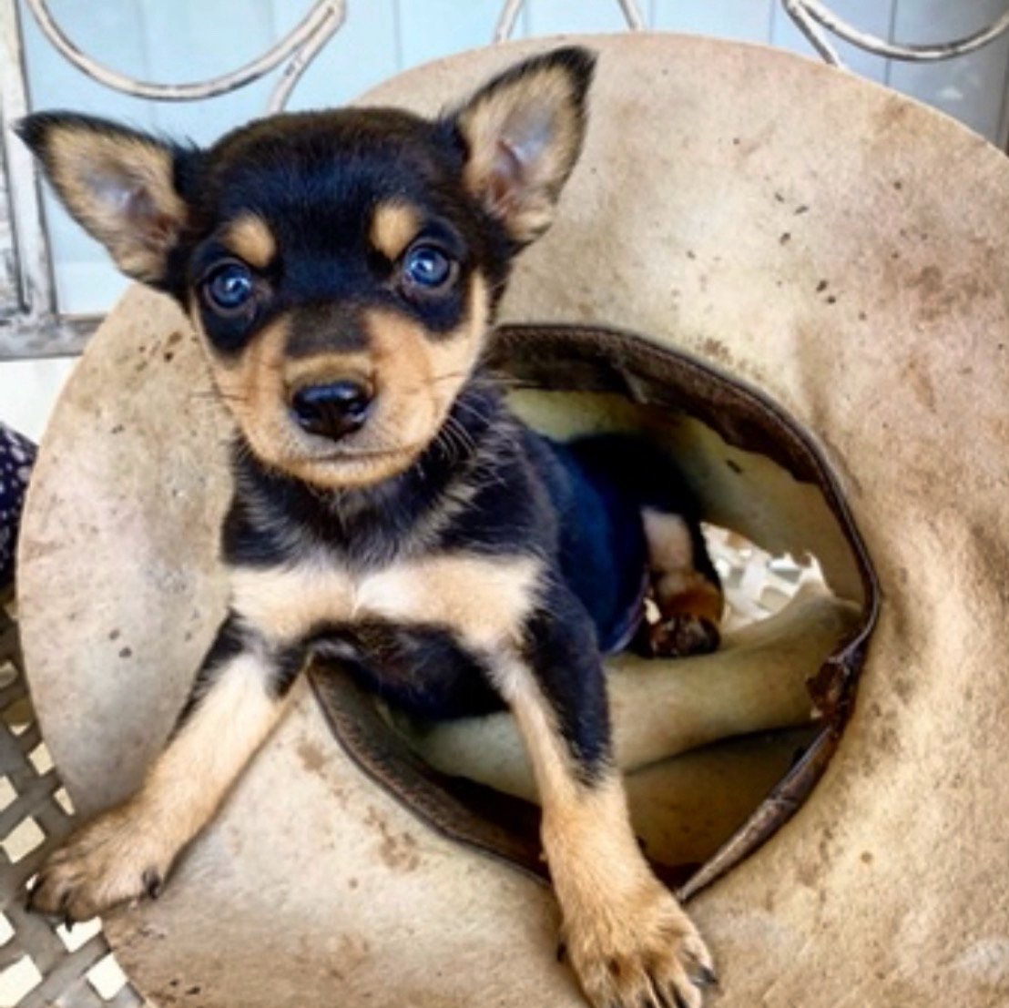 Dark kelpie pup with blue eyes