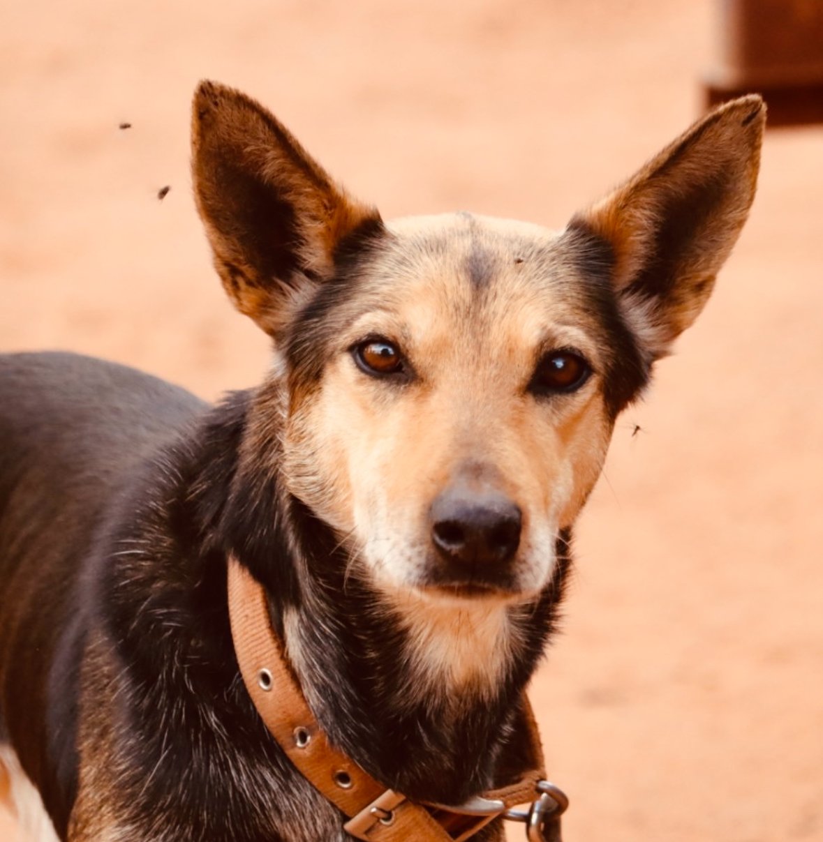 Australian working dog