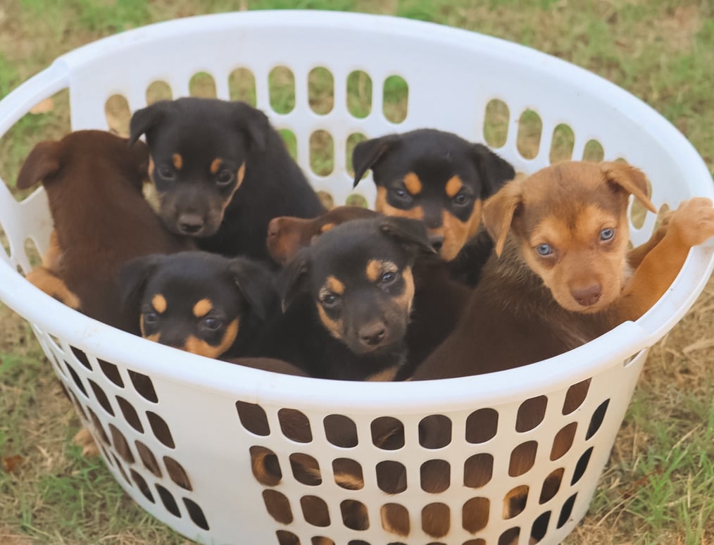 Kelpie pups in laundry basket