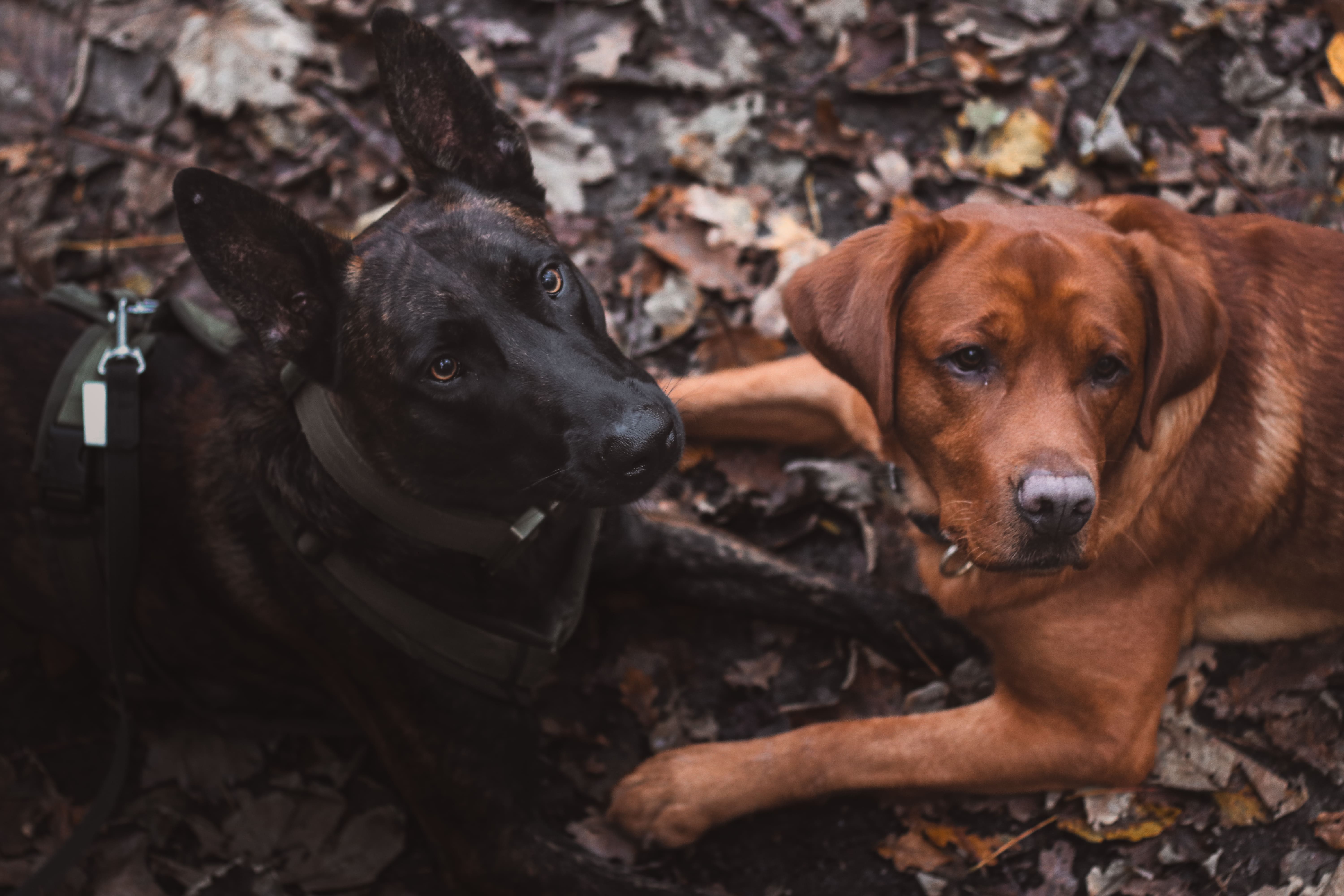 Meine Hunde: Olaf (Labrador Retriever) & Emil (Herder)