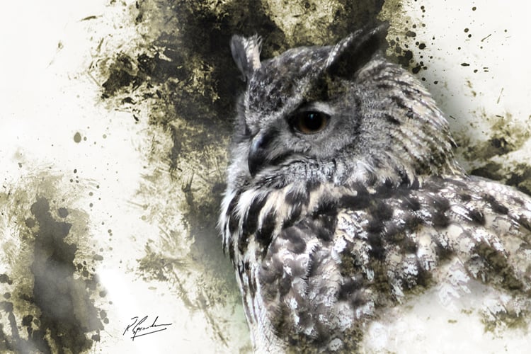 European Eagle Owl in ink 02