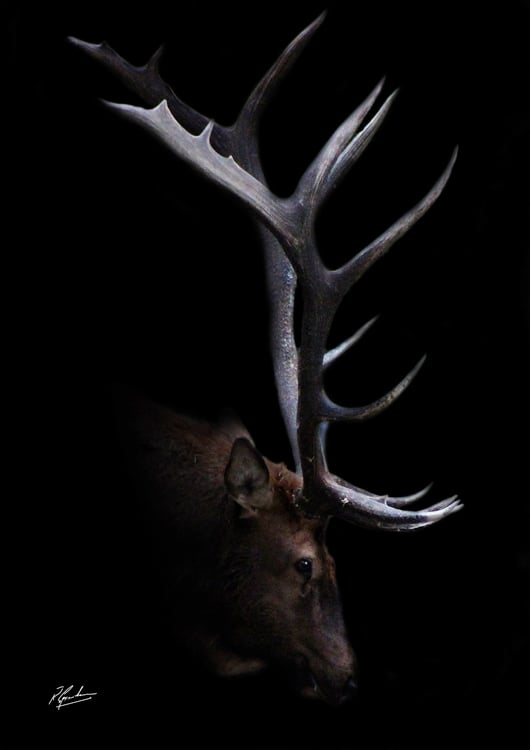 Elk in Black