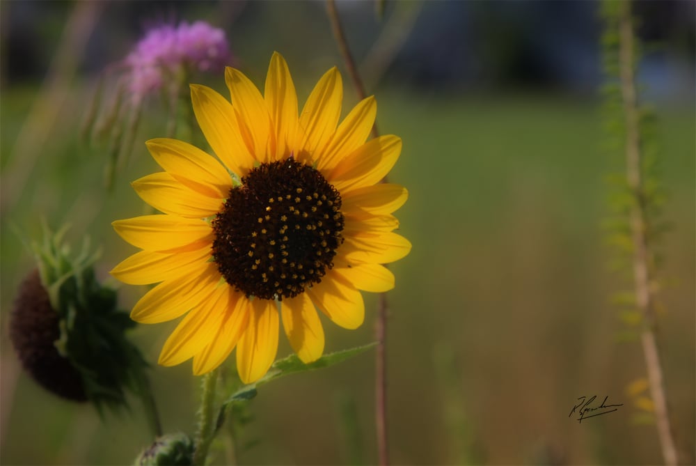 Sun Flower