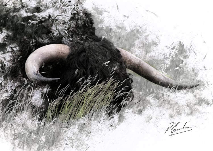 Bull in Long Grass