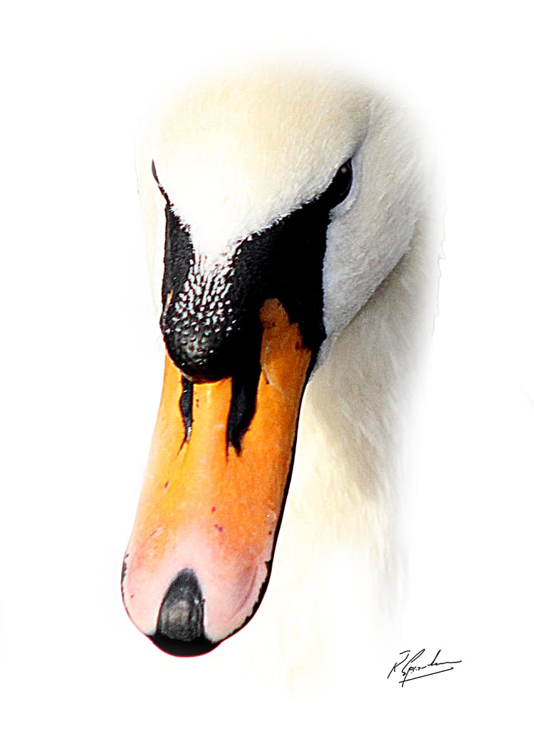 Swan