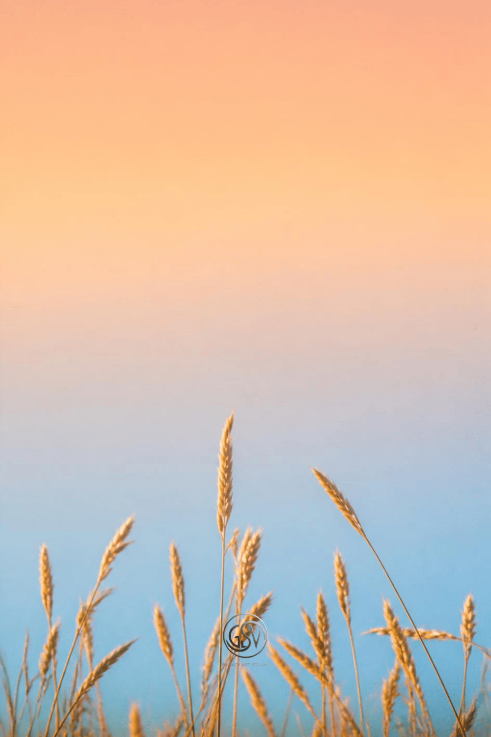 Minimalist wheat grass silhouette phone wallpaper with a soft peach to blue gradient sky