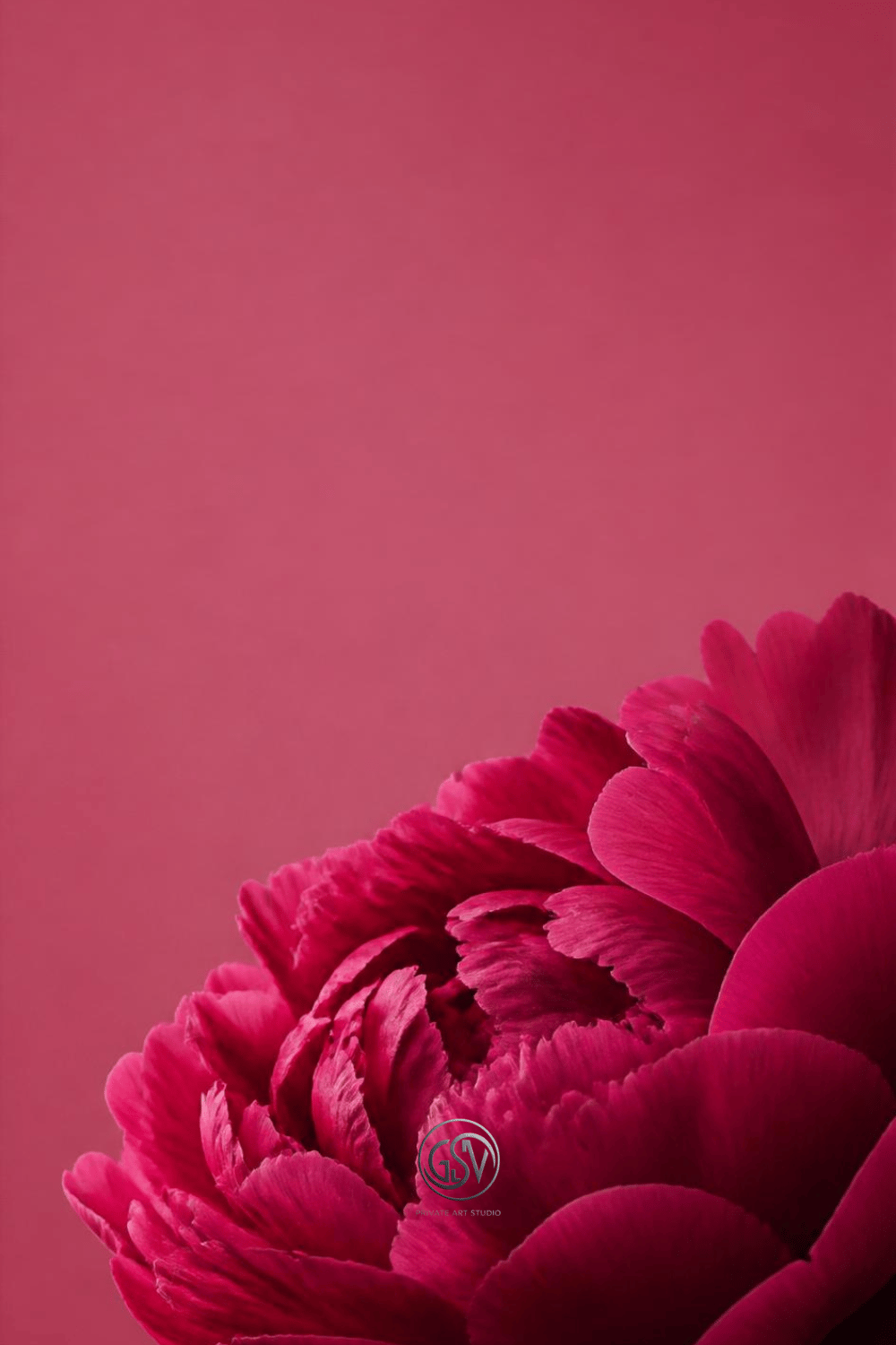 Close-up peony flower silhouette wallpaper for phone with a soft dusty rose gradient background