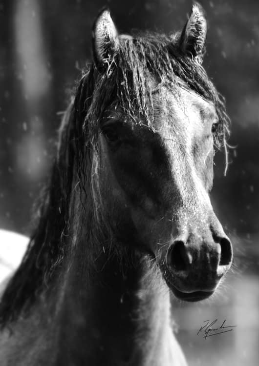 Ponie in the Rain